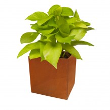 18486 - cafe planter - with plants - 430x430x430
